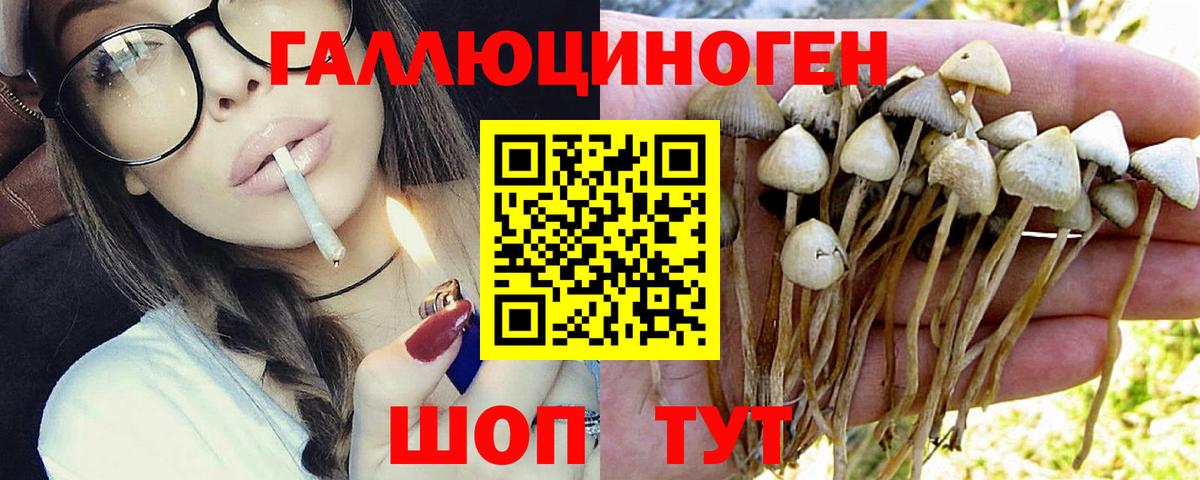 Галлюциногенные грибы Cubensis Камышин